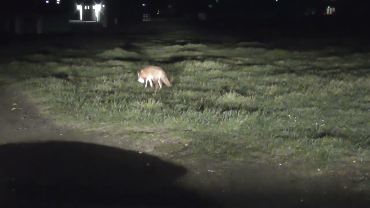 Fox on Hayling