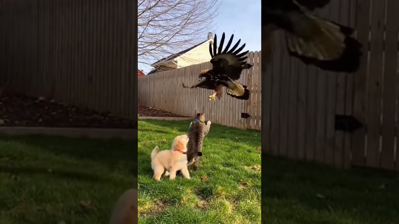 Cat Saves Day as Eagle Tries to Fly with Puppy