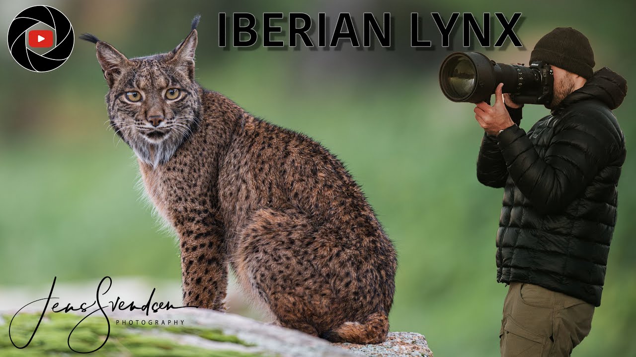 A DREAM WILDLIFE ECOUNTER !  Photographing the elusive IBERIAN LYNX.