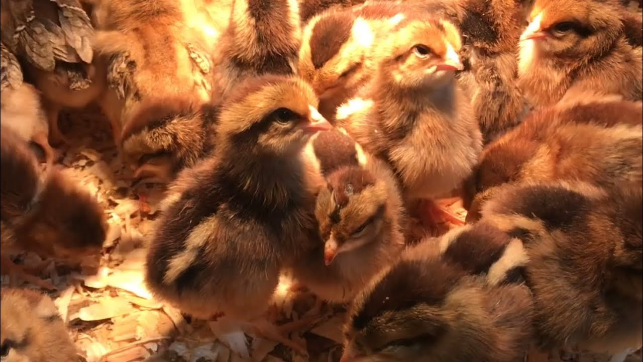 OLIVE EGGER &ldquo;chicken&rdquo; (they lay olive colored eggs)