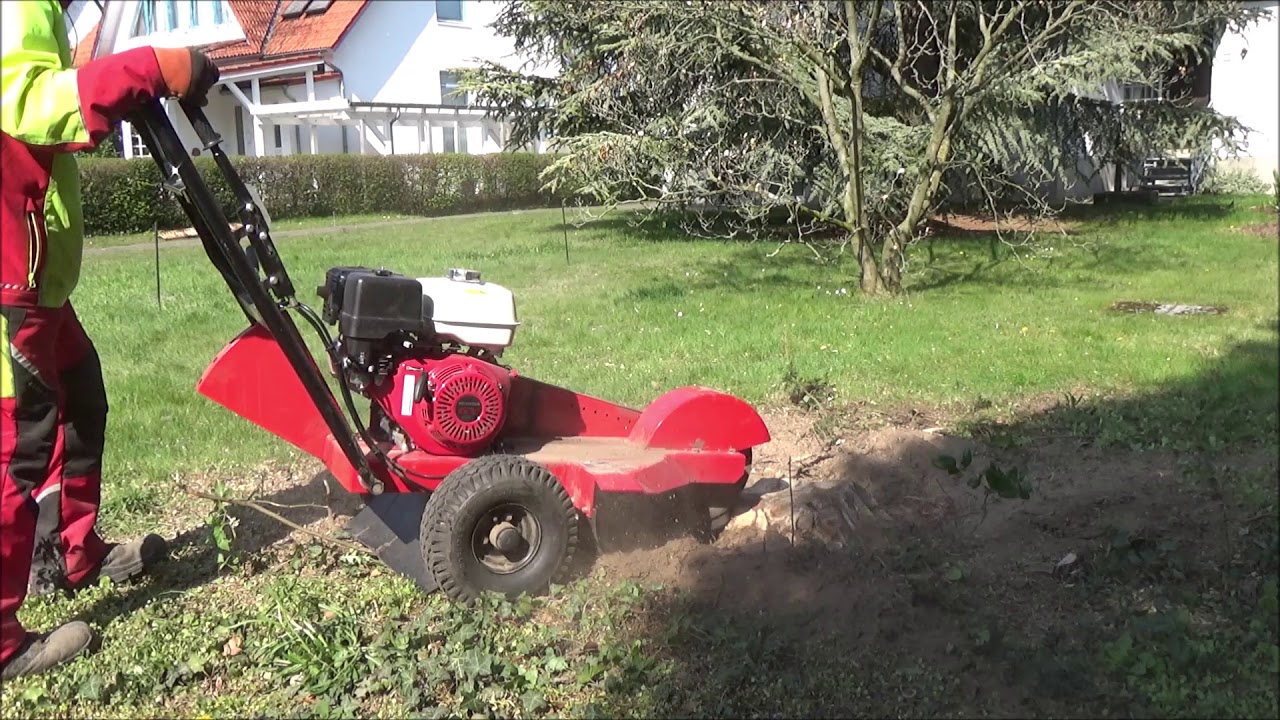 Wurzel einer Eibe mit Stubbenfräse von Weibang wegfräsen, in Echtzeit.