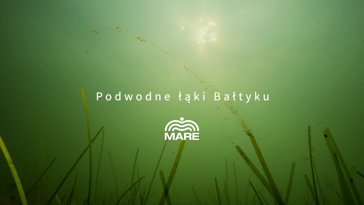 Podwodne łąki Bałtyku | Zostera marina | Fundacja MARE x Uniwersytet Gdański x Saltus | FILM