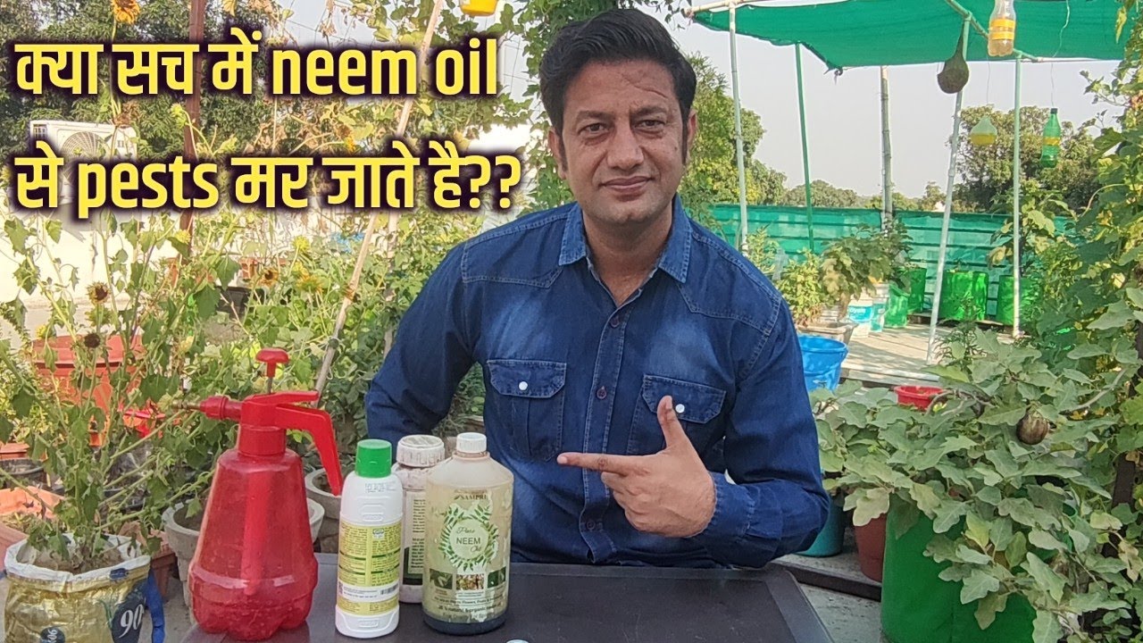 Neem oil for plants - नीम ऑयल कैसे use करे। gardening ep 05