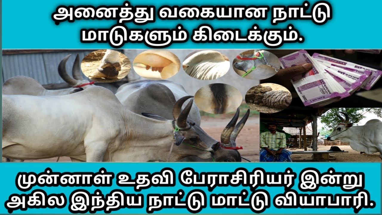 காங்கேயம் மாடு வளர்ப்பு, பராமரிப்பு, சந்தைப்படுத்துதல்./kangeyam series.(ulavukku kaikudu)