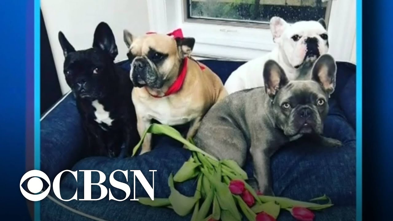 Lady Gaga's dogs stolen in Hollywood shooting