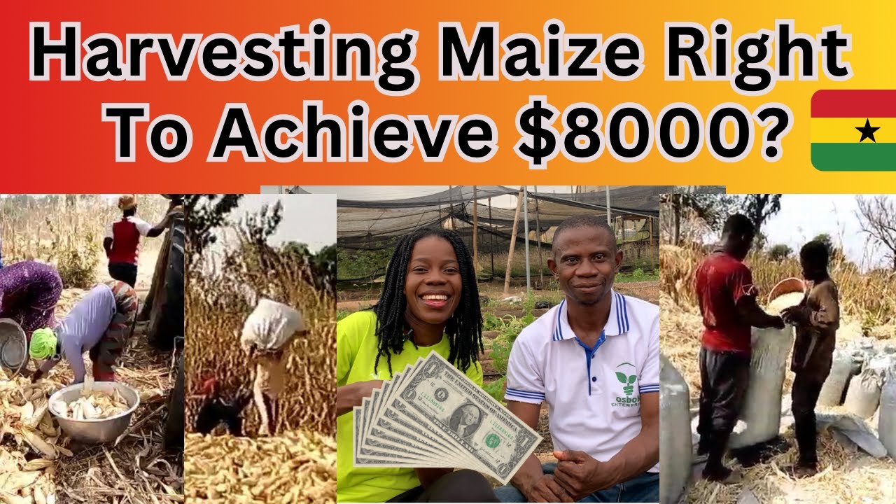 the cost and process of maize harvesting in Ghana | right time to achieve a good harvest