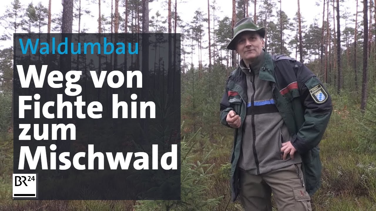 Waldumbau: Junge B&auml;ume f&uuml;r junge Menschen &ndash; und deren Zukunft | Abendschau | BR24