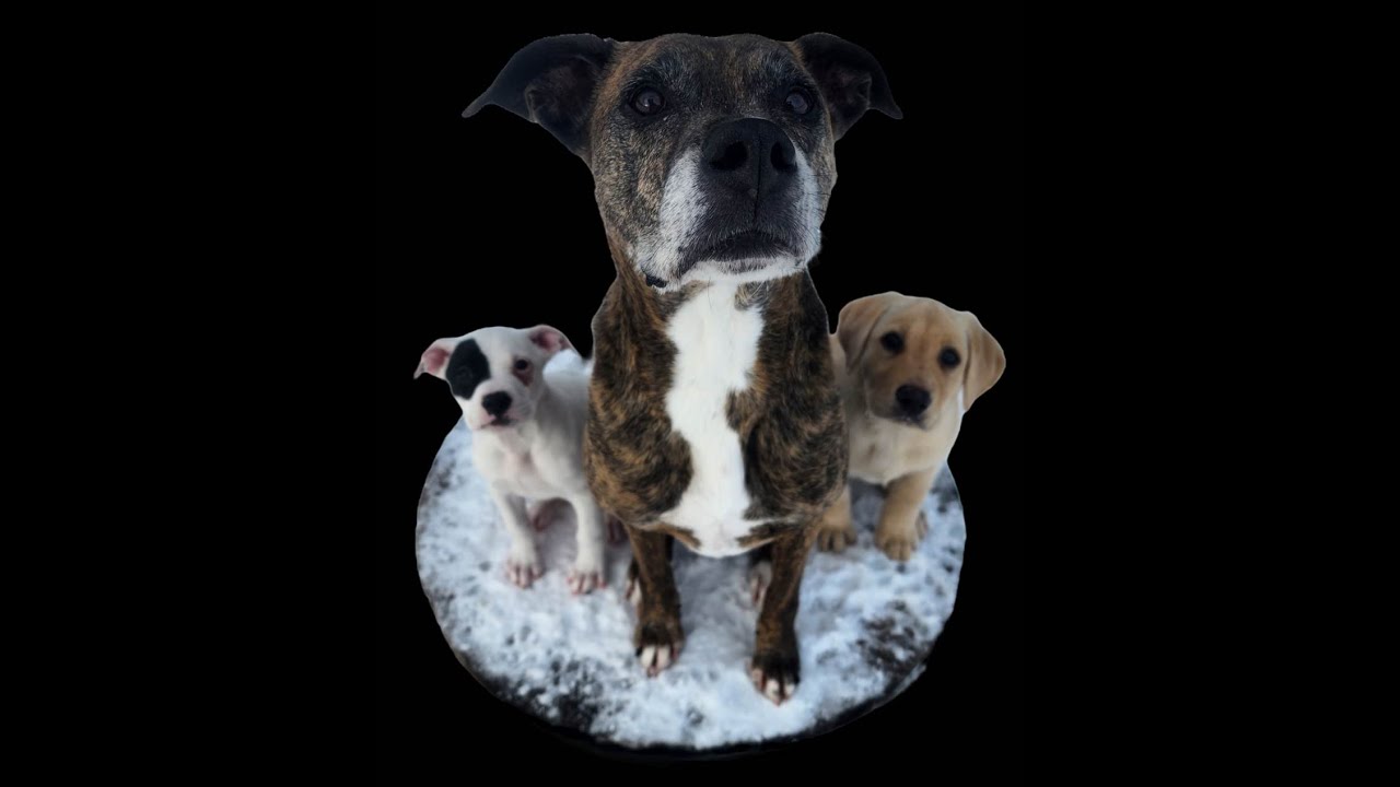 LK9RR Puppy Raising Program - How/Why it started. #dogtraining #puppytraining #obediencetraining