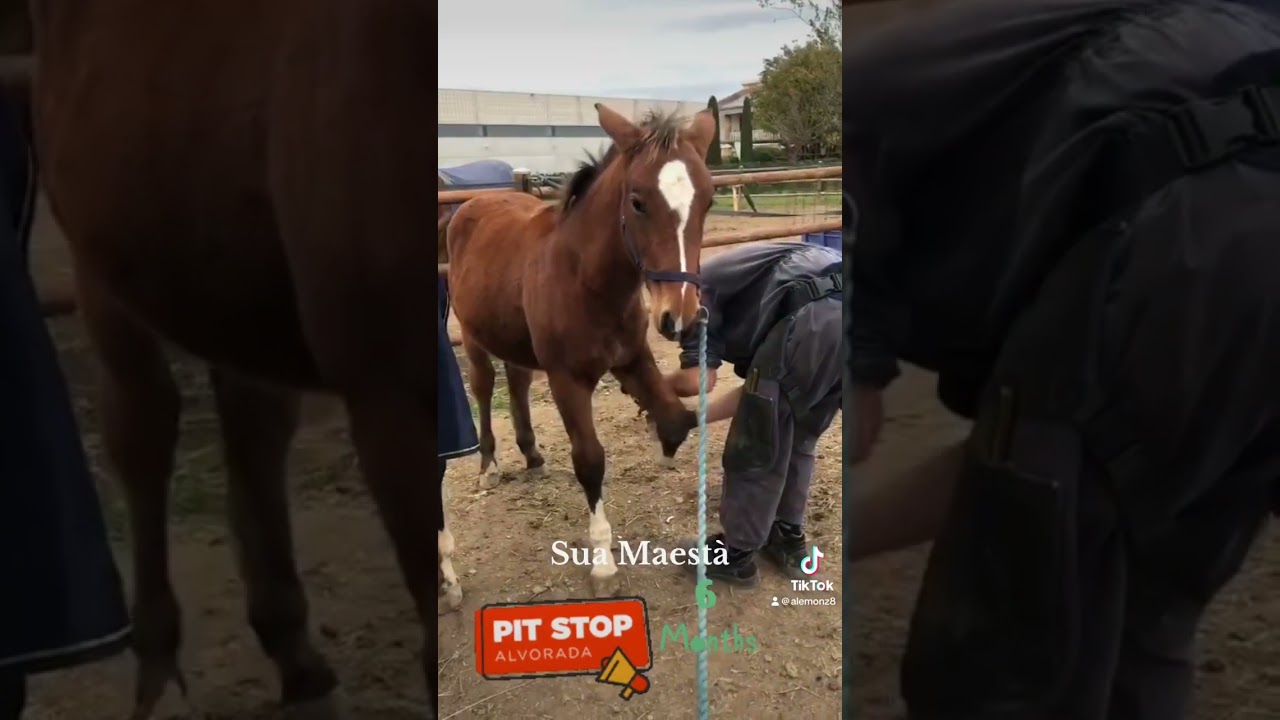FOAL#Sua Maest&agrave;👑#