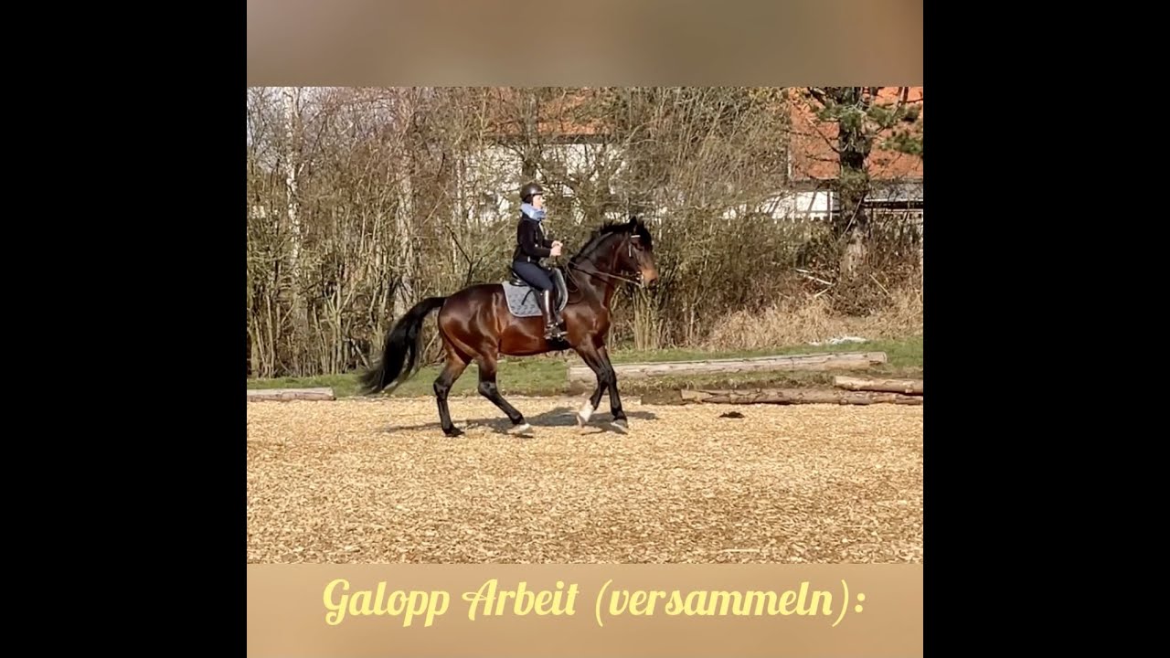Collecting canter / Galopp versammeln, Ecole de Légèreté