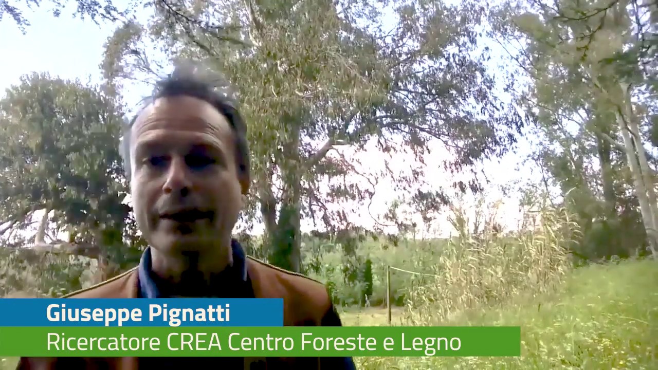 Alla scoperta degli alberi monumentali