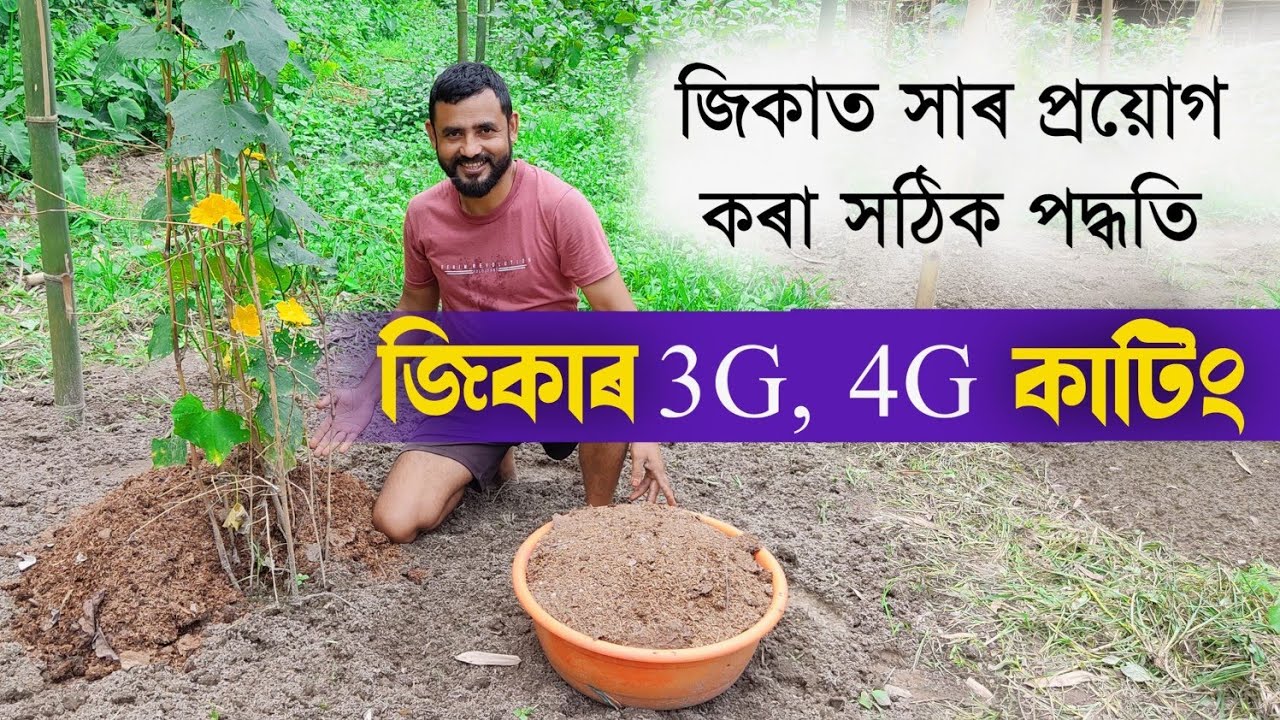Jika kheti , How to do farming || জিকা আৰু ভুলৰ 3g , 4g cutting কেনেকৈ কৰে ।