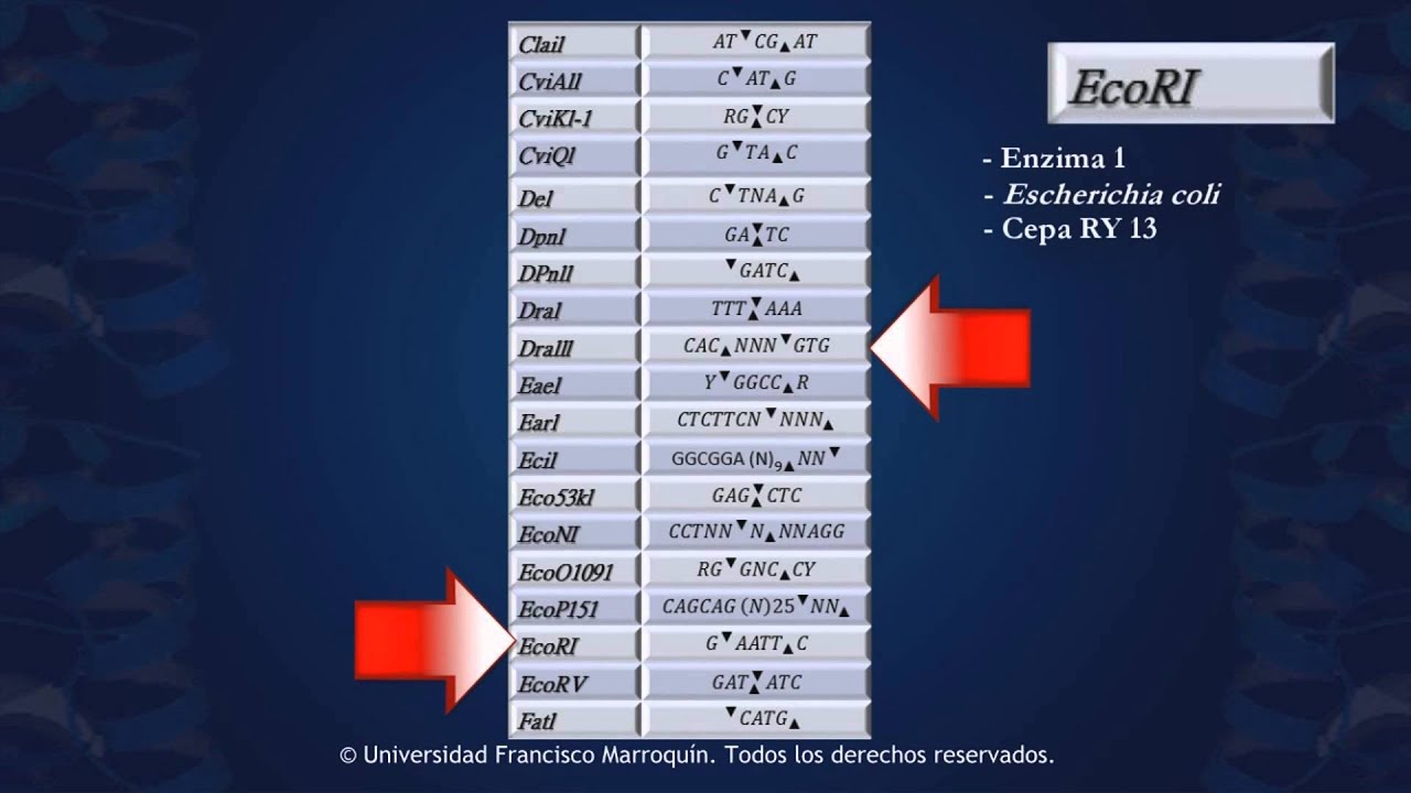 Enzimas de Restricción