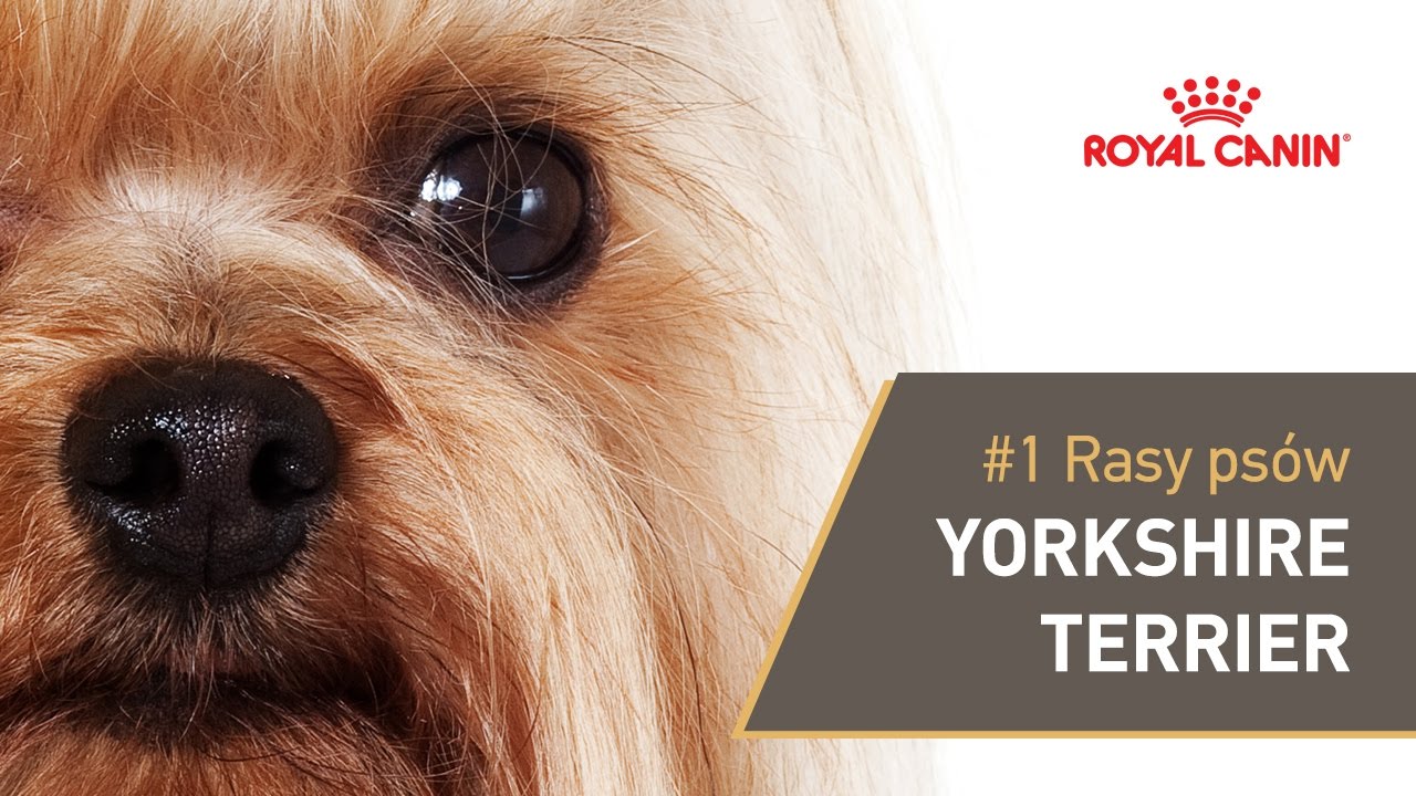 #1 Rasy ps&oacute;w - Yorkshire Terrier || ROYAL CANIN