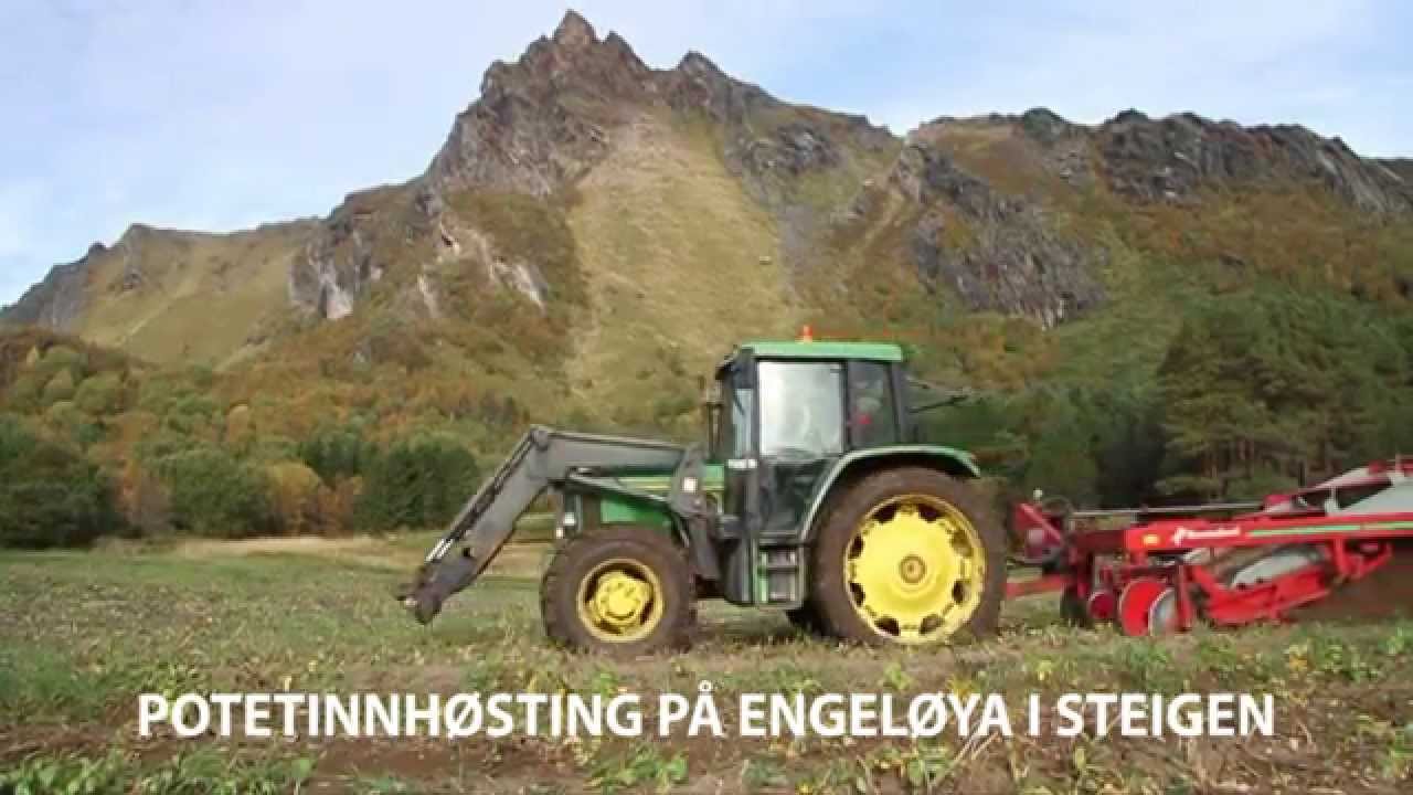 Potetopptaking i Steigen