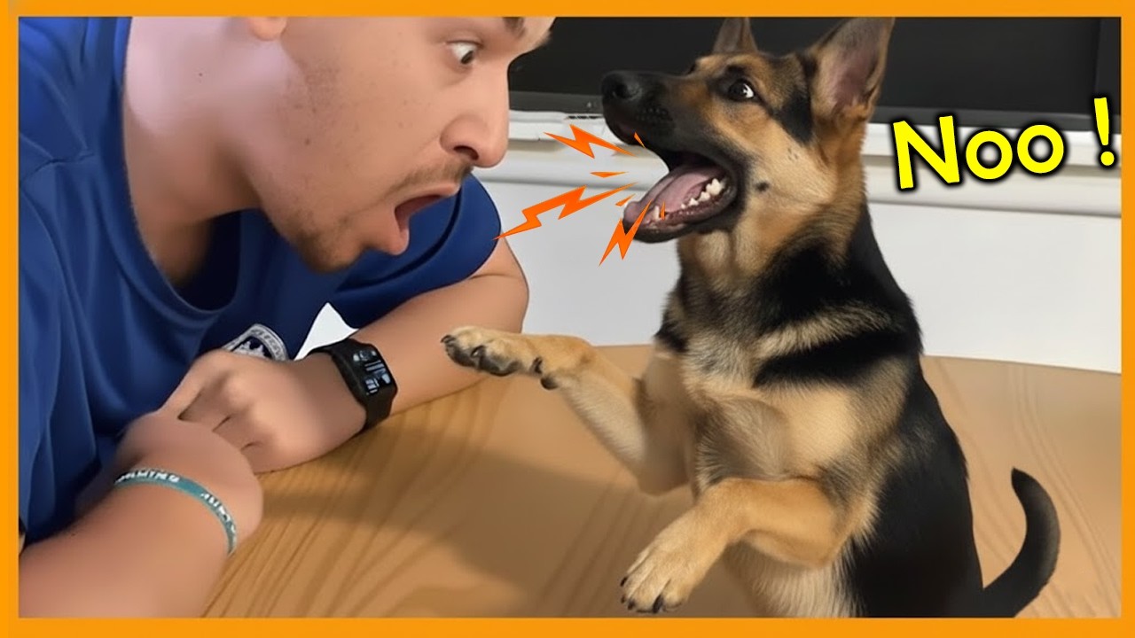 When Dogs Start Arguing Back to Their Owner 🐕😂 Funny Dog and Human Videos