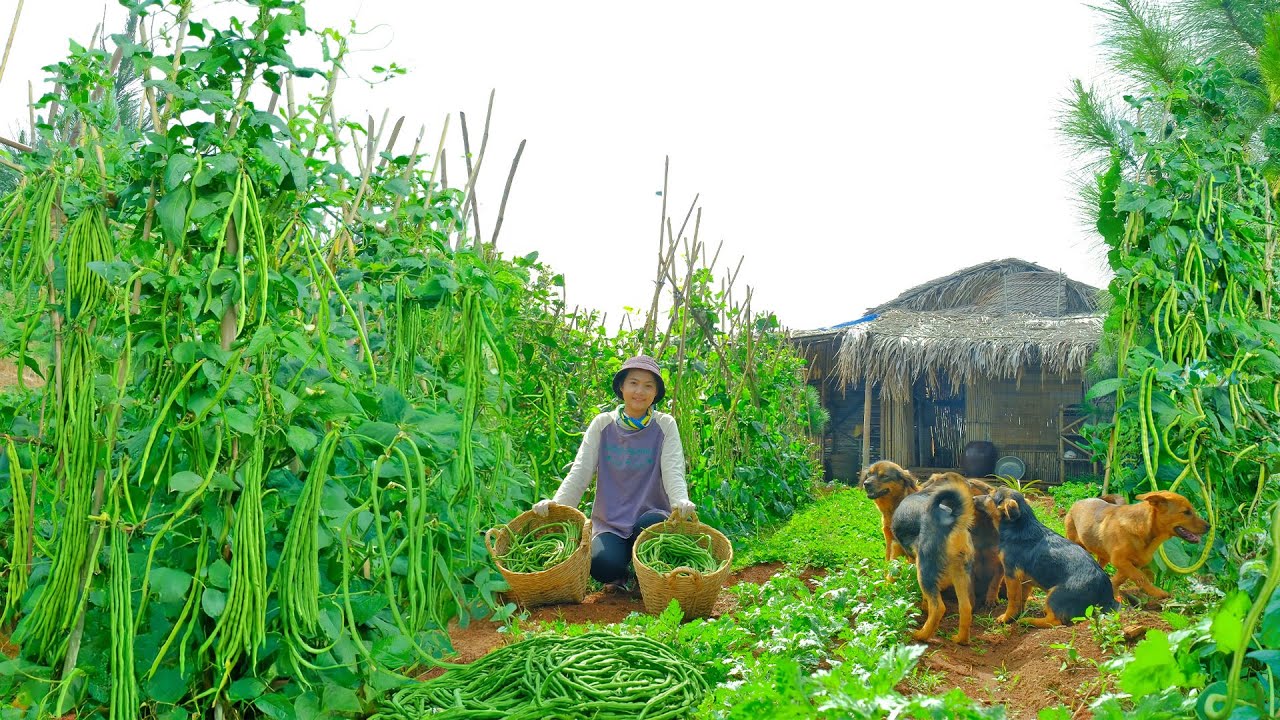 Harvesting Long Peas Goes To Market Sell - Stir-fried Green Beans with Meat - Porridge for Dogs