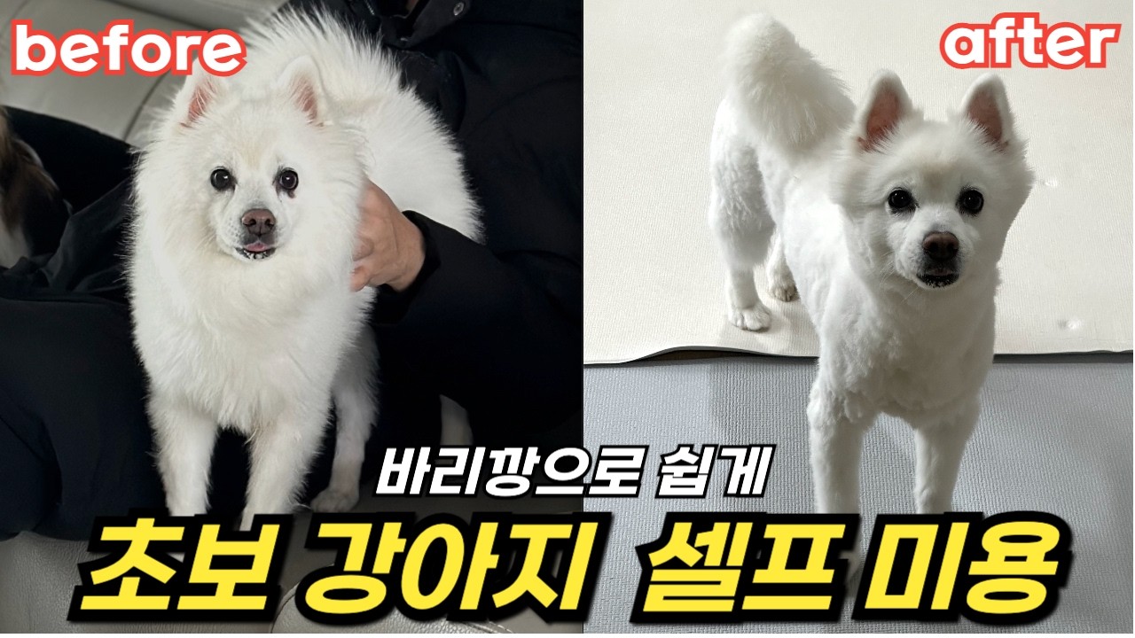 집에서 강아지 셀프 미용 ㅣ 미용사 친구에게 배웠어요!!!