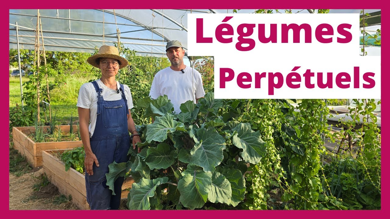 Les légumes perpétuels cultivés dans le Jardin-Forêt du Chambon
