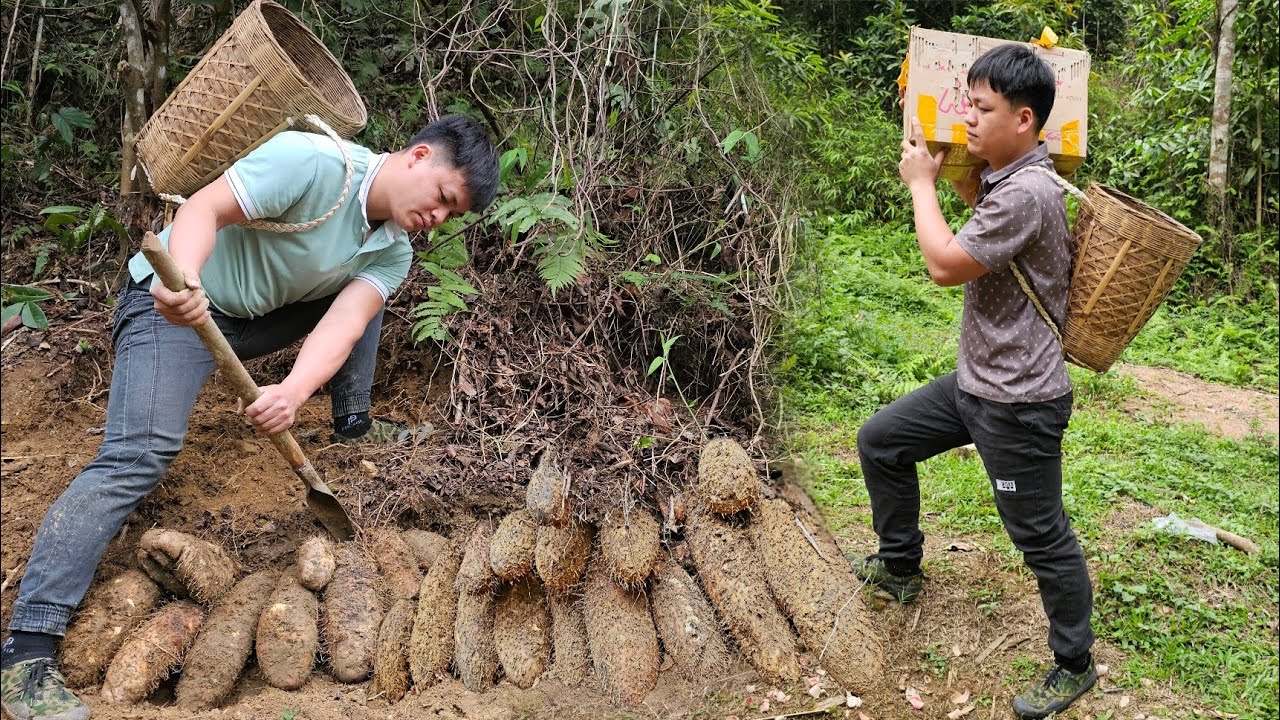 Trieu Kha harvests giant potatoes to sell and buys chickens to raise.