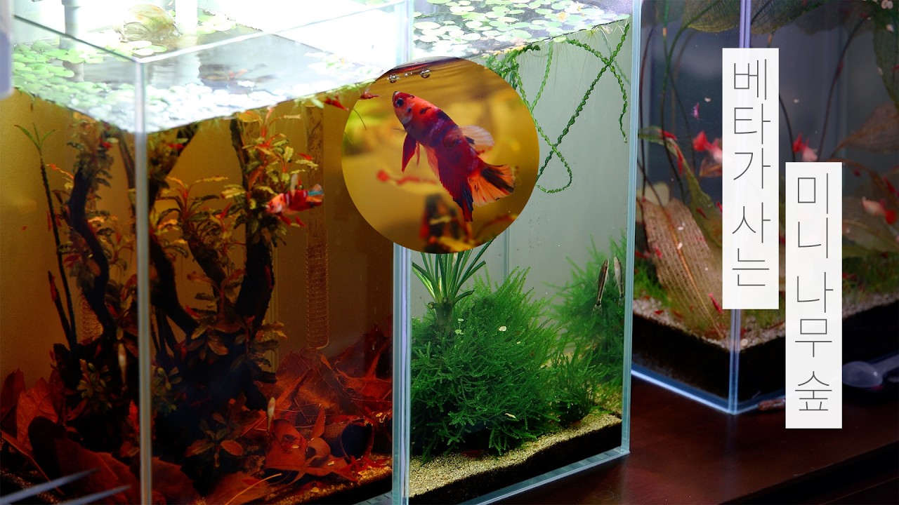 베타가 사는 미니 나무 숲 | 물멍 | A Mini Forest Where a Betta Lives | MulMung