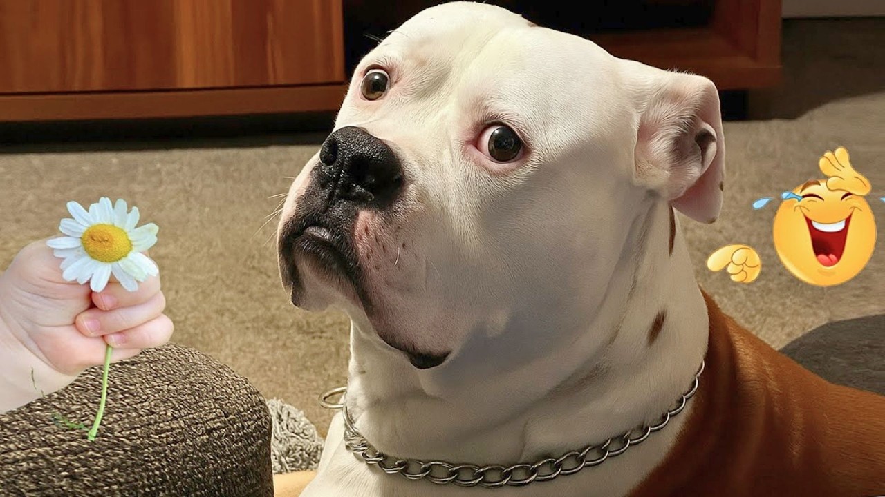 These Dog Videos of the Year Will Make You Laugh Way Too Hard 😂🐶