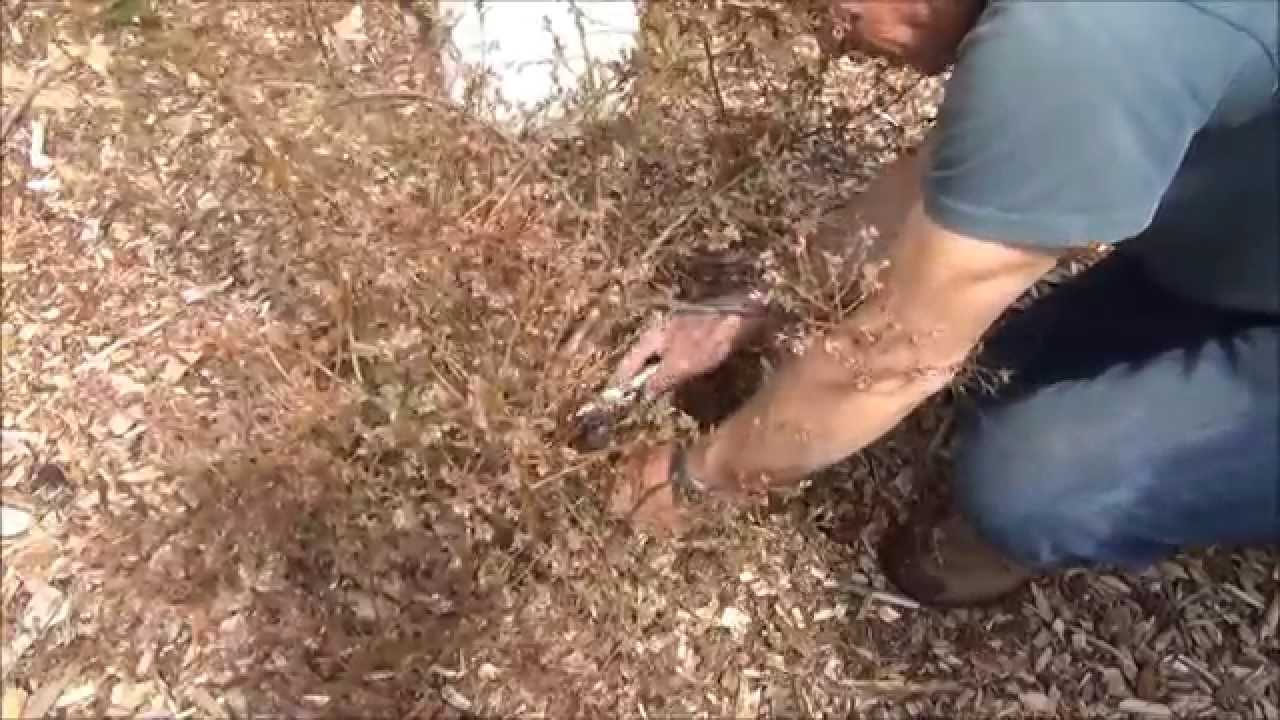 How to Prune Blueberries - Back to Eden Garden - L2Survive with Thatnub