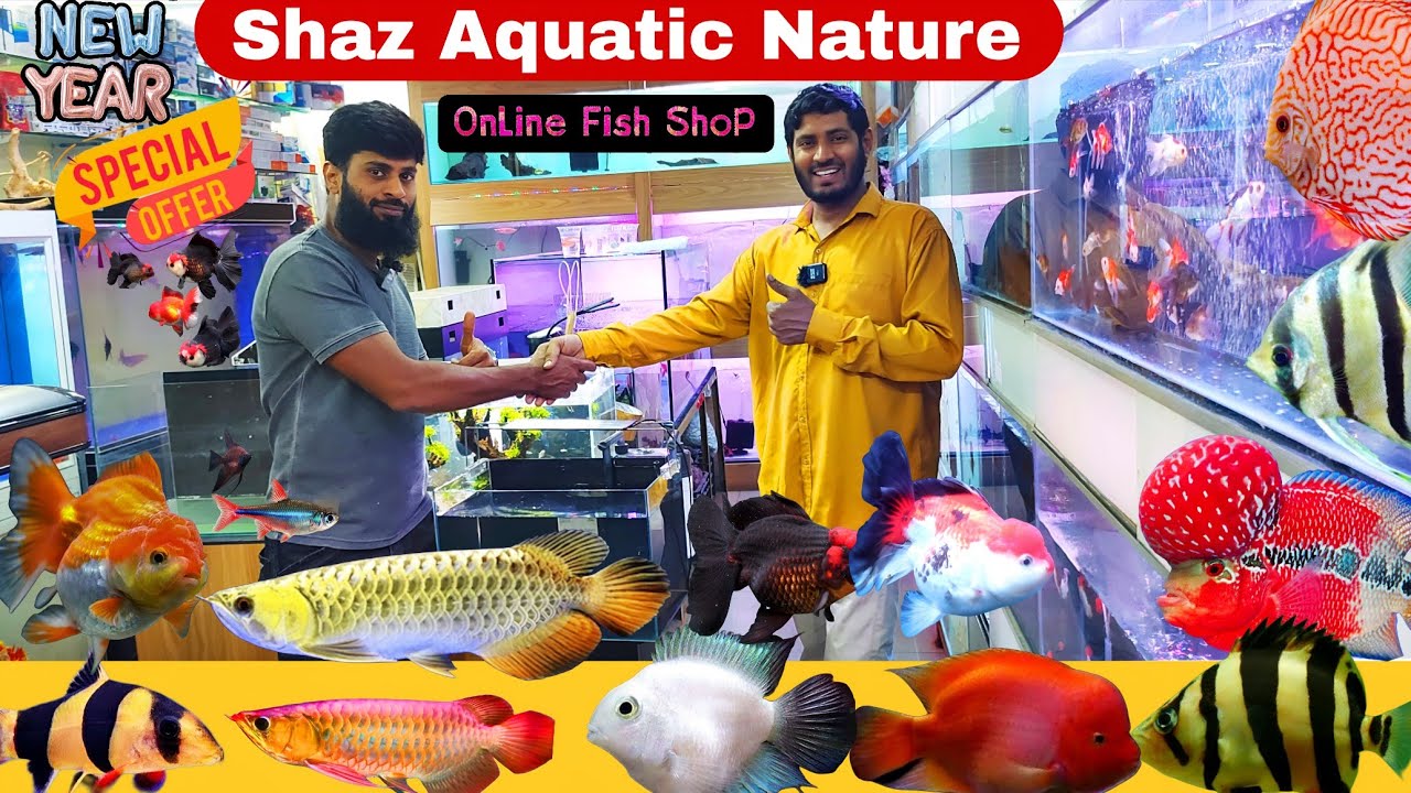 NEW YEAR OFFER, Imported Goldfish, Arowanas,Peacockbass,Shaz Aquatic Nature Birds , Cats ,Fish