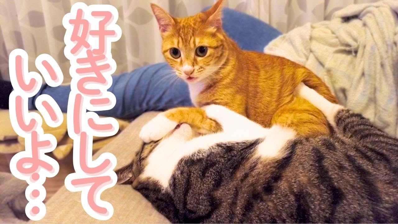 指を吸われて無になった兄猫の表情がこちら🐈