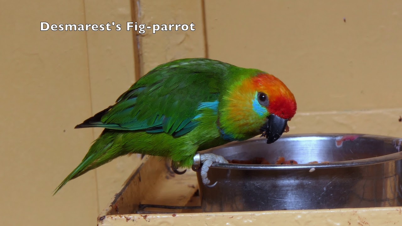 Large Fig-Parrot