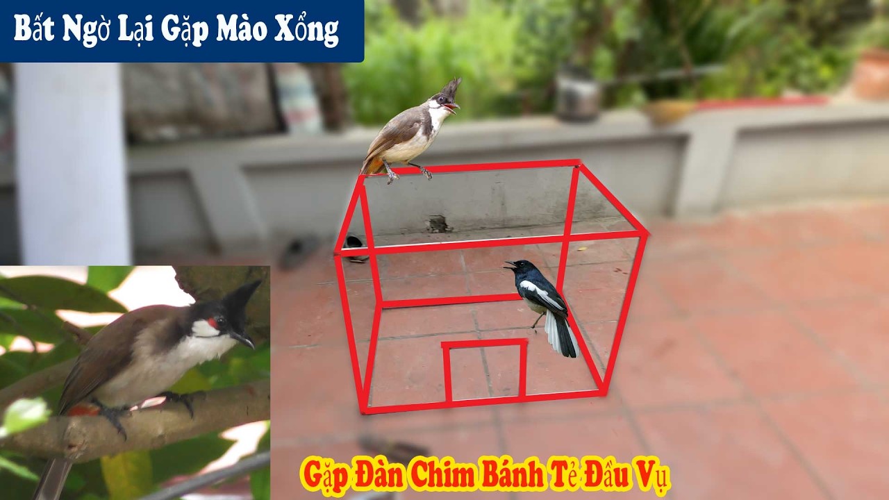 Lại Gặp Mào Xổng Siêu Đẹp Và Bắt Gặp Đàn Chim Bánh Tẻ Đầu Mùa