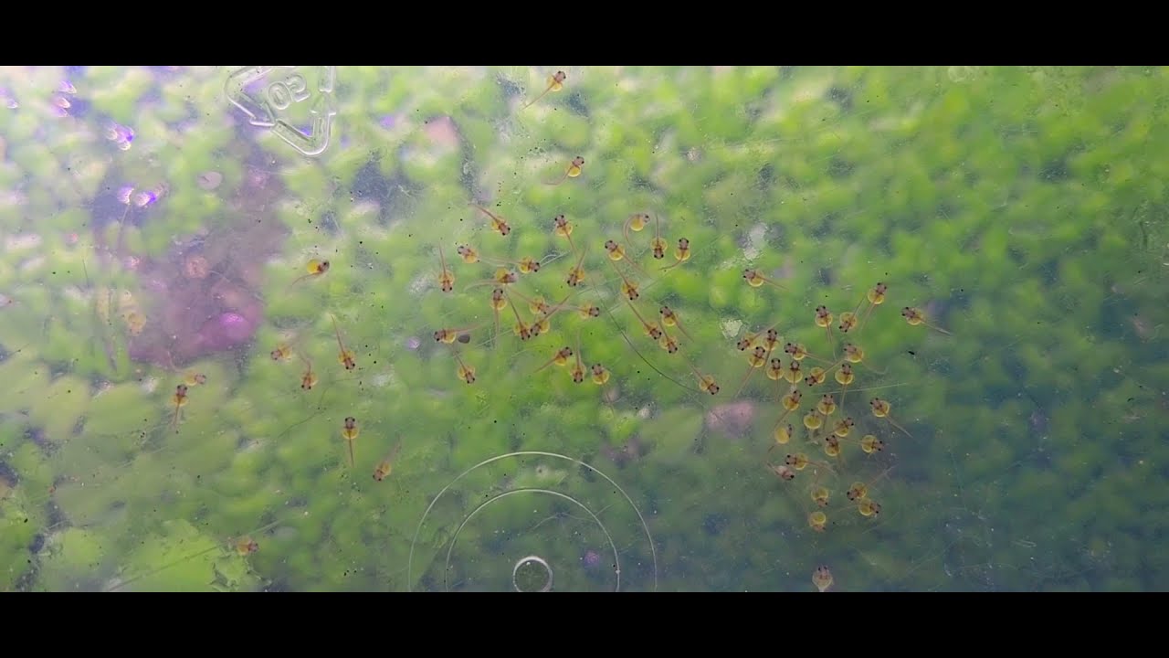 Hoplosternum Punctatum Fry Day 1