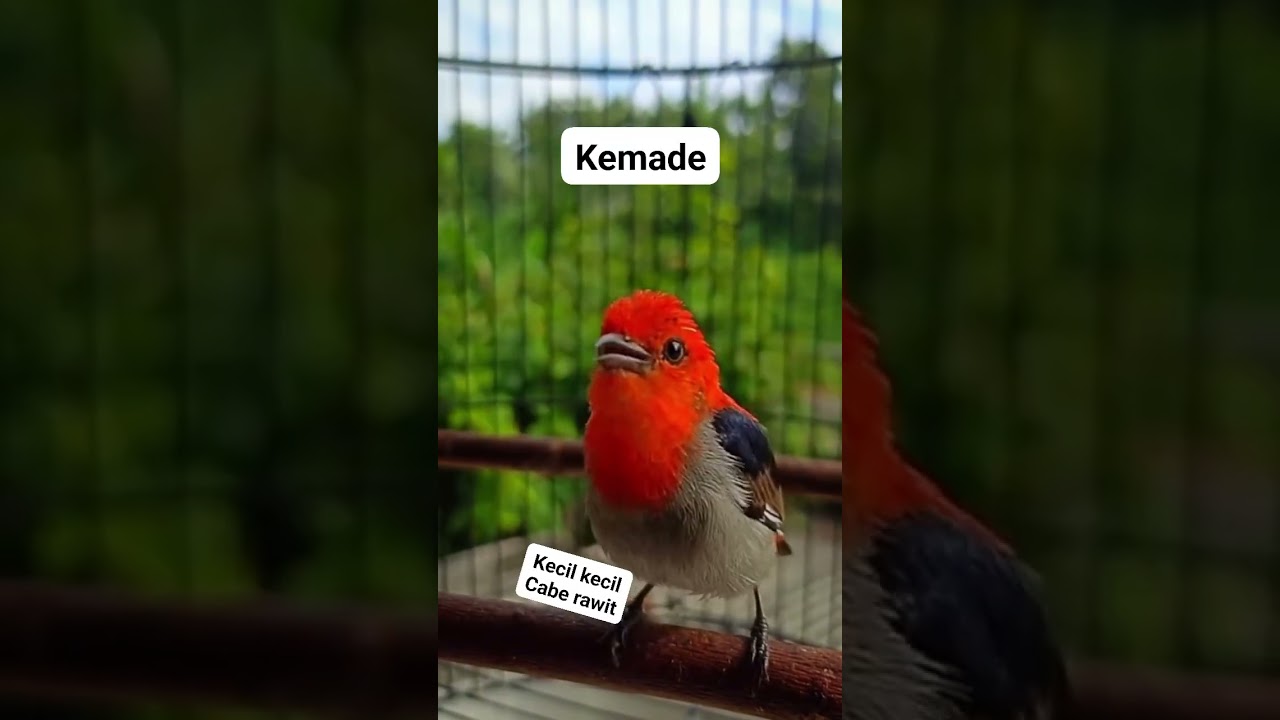 burung cabe cabean gacor ngalas#kemadegacor #cabecabean #masteran