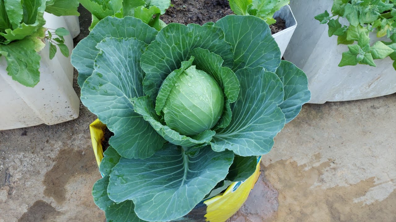 Como plantar repolho em vaso