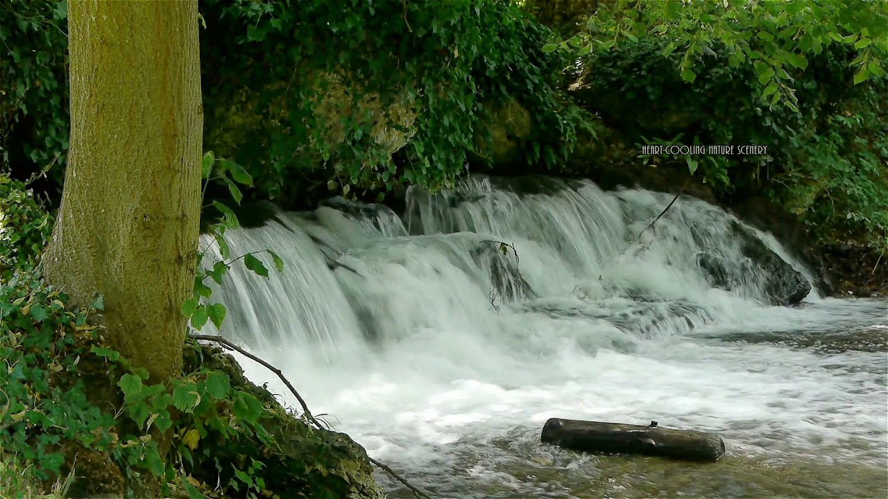 ♌ Mind Relaxation -Forest Stream Sound with Flute background Music ♌