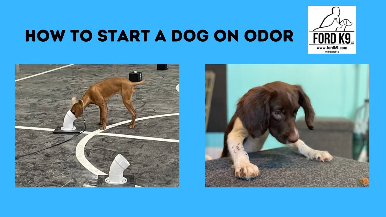Question #6 How do we start a Detection Dog