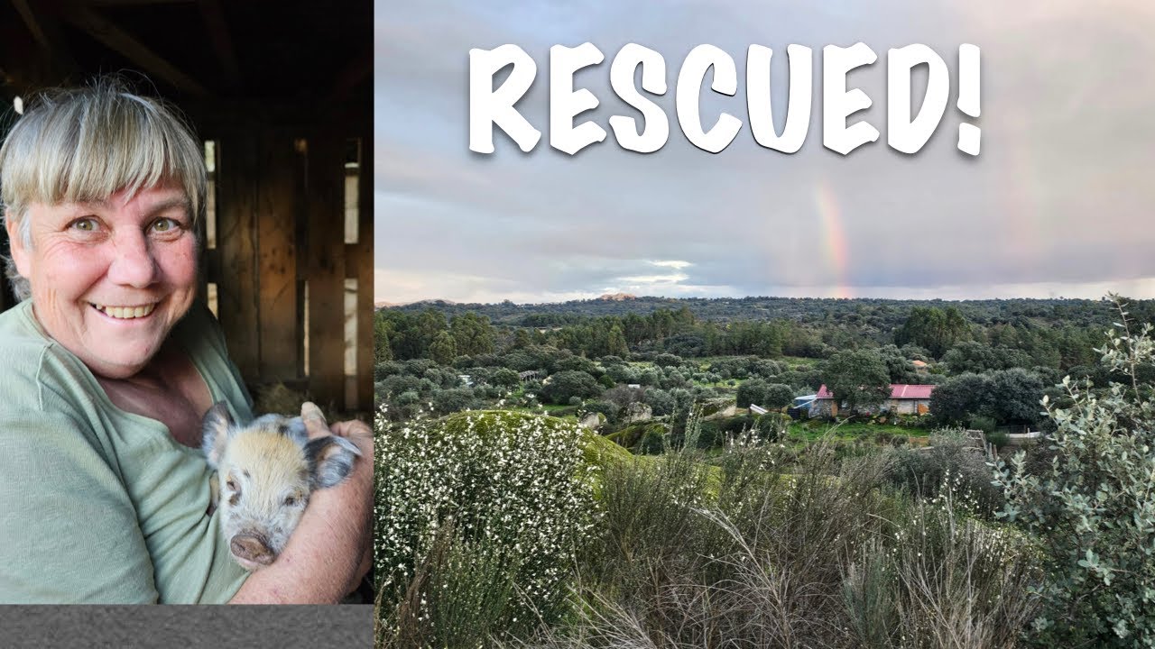 RESCUED / OFF-GRID HOMESTEAD IN PORTUGAL