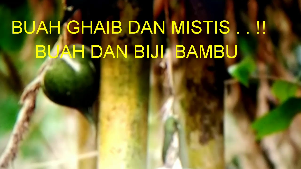 BUAH GHAIB DAN MISTIS . . !! BUAH DAN BIJI BAMBU