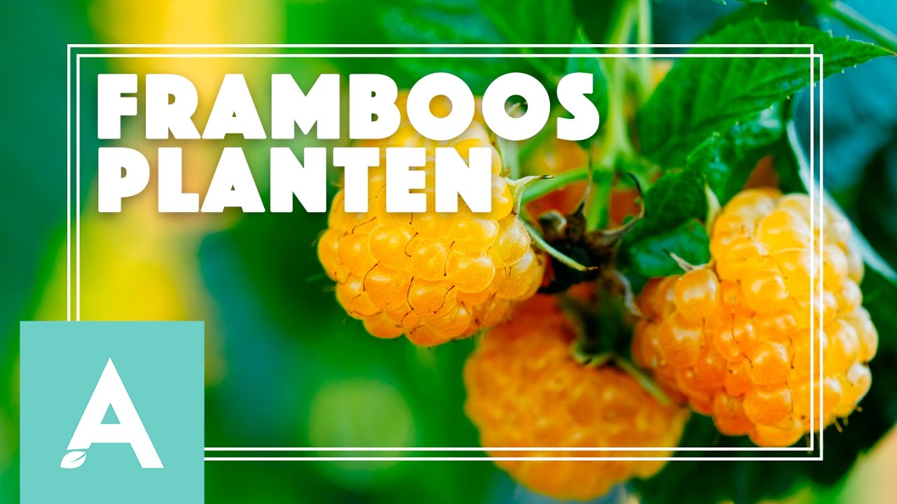 Frambozen planten in de moestuin! - Grow, Cook, Eat #8