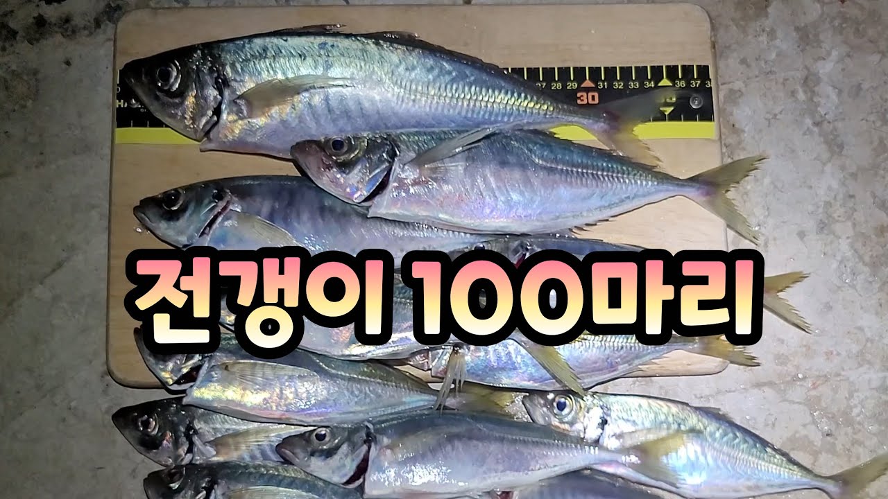 전갱이 1타1피 (최대어 37cm) / 인생만사 새옹지마 (은인을 만나다)