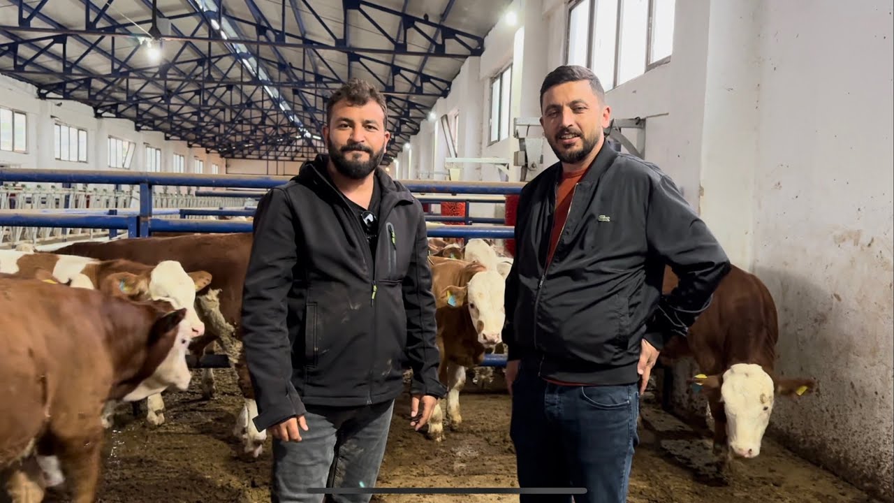 &Uuml;ST D&Uuml;ZEY SİMENTAL BESİDANALARI İTHAL