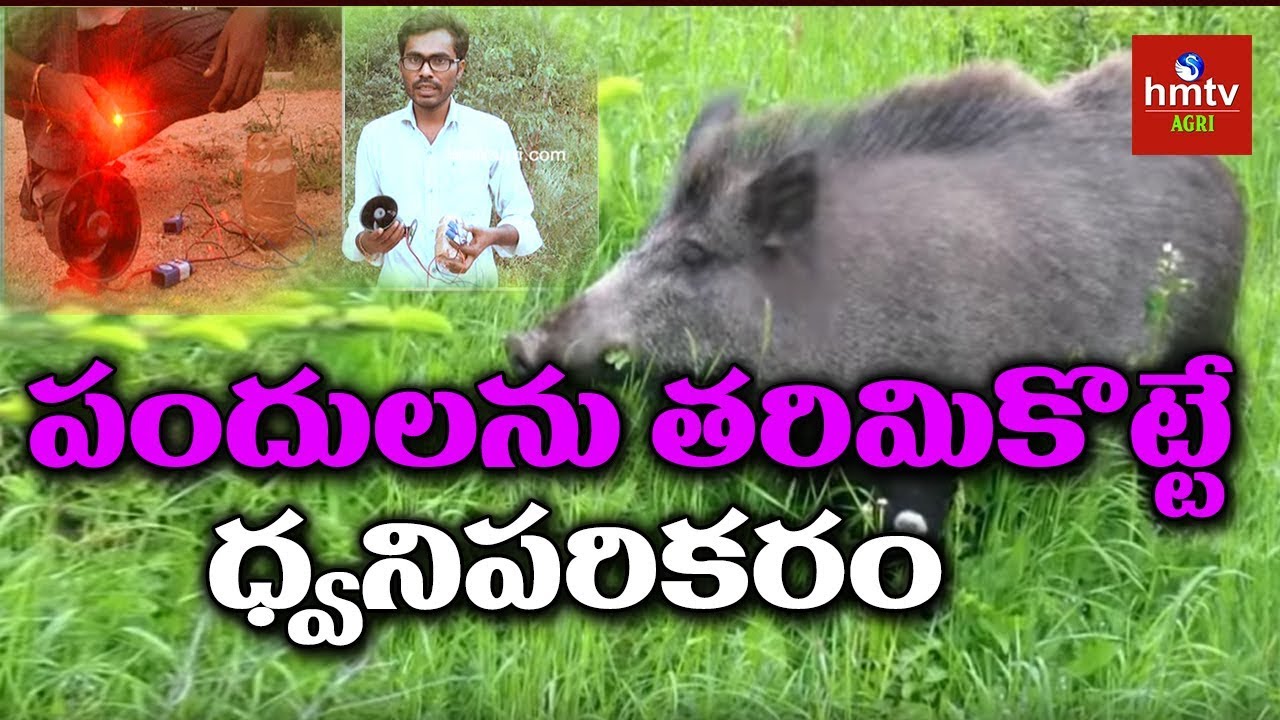 Farmer Plan to Protect Crop From Wild Pigs - Laser Sound System | hmtv Agri