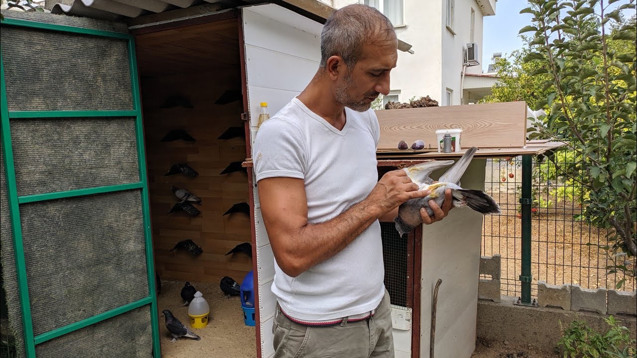 G&ouml;khan Abinin Kayıp Guvercinini Buldum Duygusal Anlar
