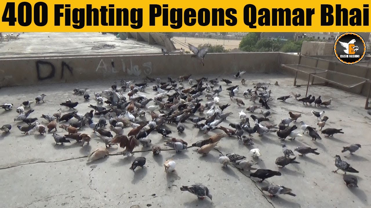 Qamar Bhai Ancholi Walay 400 Gola Fighting Pigeons | Kabooter Larrayya | Basir Hashmi Latest Video