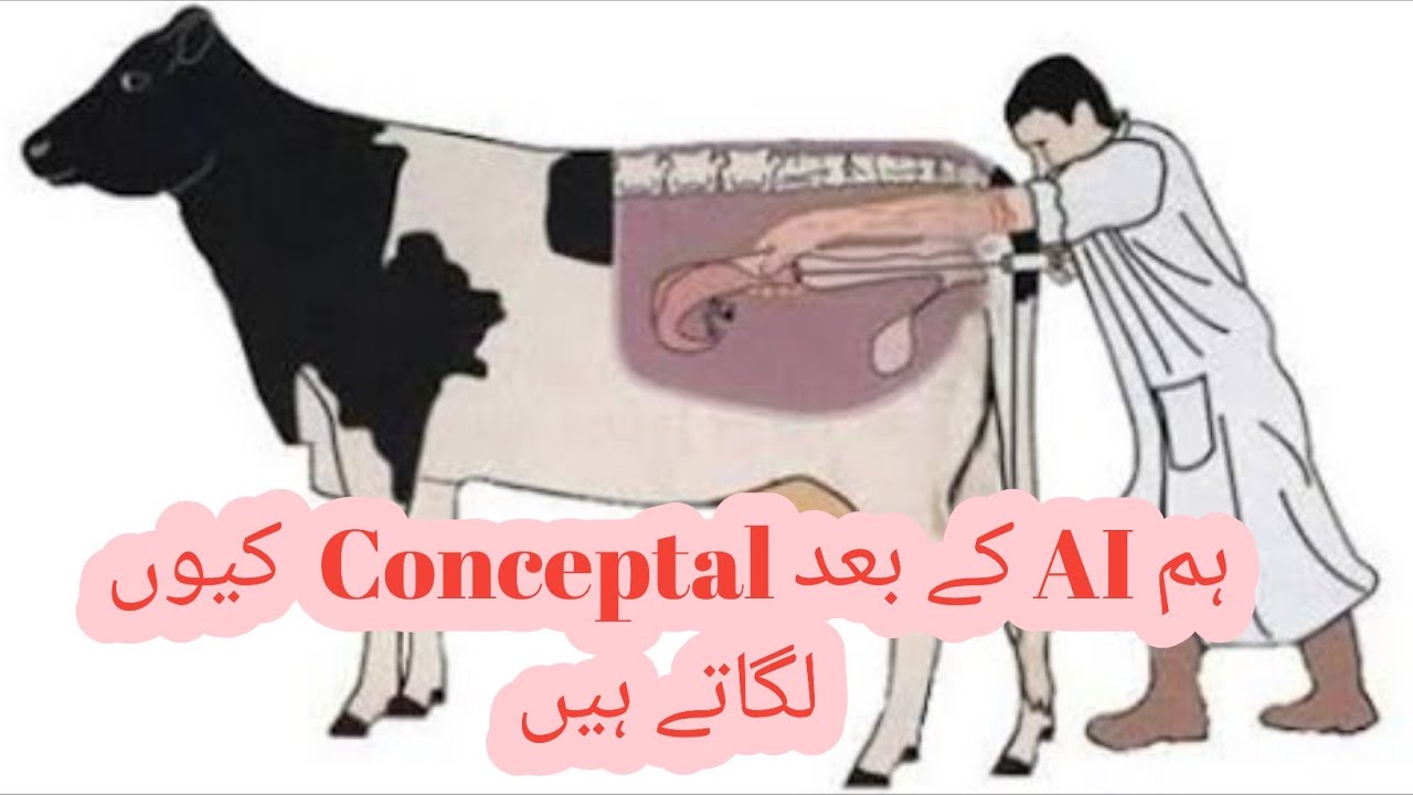 Insemination k 5 ya 12 din bad conceptal Ku lgaty ha I AI k 5 ya 12 din bad conceptal lgany Ka faida
