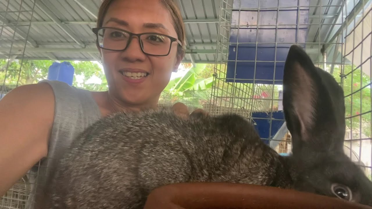 Pahapyaw sa 10 deadliest sicknesses ng rabbits + a comparisson on the different colors in a PS 100