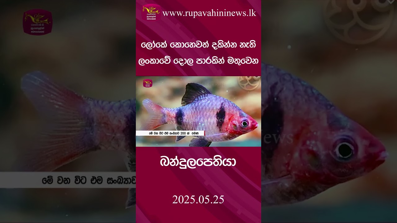 බන්දුලපෙතියා | Rupavahini News #rupavahininews #slrc #news #rupavahini