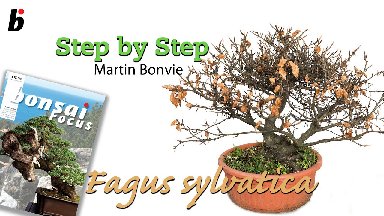 ШАГ ЗА ШАГОМ FAGUS SYLVATICA