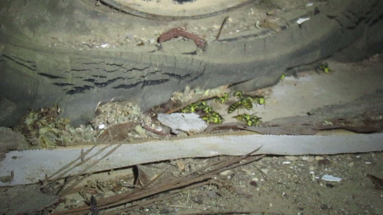 Vespula maculifrons (Eastern yellowjacket) nest built inside of a golf cart tire.