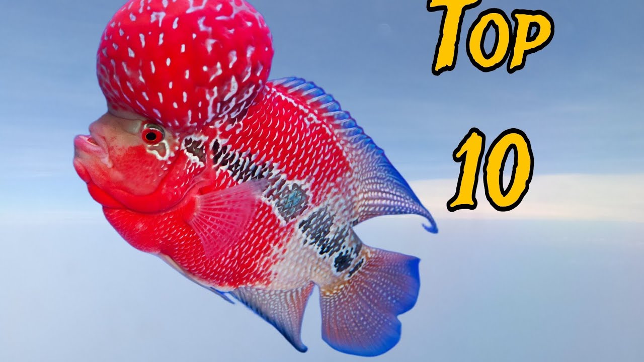 Top 10 types of amazing flowerhorn fish /Video series top 10
